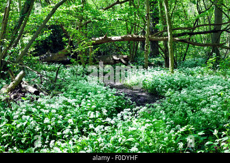 Carpet of wild garlic white flowers in forest, among of fallen trees, green woodland plants, along a muddy path , in spring time Stock Photo