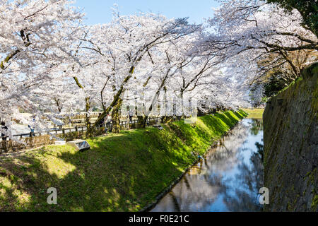 Japan, Kanazawa Castle Park. Shissei-en, the water garden. Row of cherry blossom trees in full bloom along the moat during the springtime. Blue sky. Stock Photo