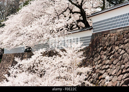 Japan, Kanazawa castle. View along stone walls with dobei mud and plaster walls with sea cucumber pattern, namakobei. Sunlit cherry blossoms. Stock Photo