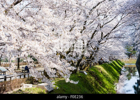Japan, Kanazawa Castle Park. Shissei-en, the water garden. Row of cherry blossom trees in full bloom along the moat during the springtime. Blue sky. Stock Photo