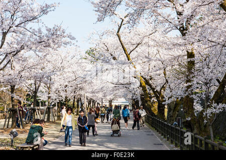 Japan, Kanazawa Castle Park. People walking under cherry blossoms on the pathway along Shissei-en, the water garden. Hana-mi, cherry blossom viewing. Stock Photo