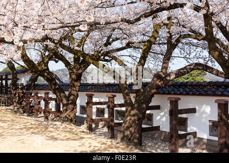 Japan, Kanazawa. Castle. Reconstructed Dobei wood and white plaster roofed wall with firing slots under flowering cherry blossoms trees. Springtime. Stock Photo