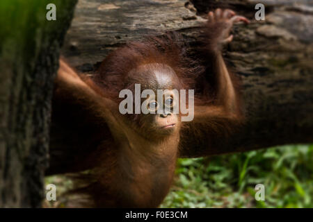 Orangutan at zoo in Taiwan Stock Photo