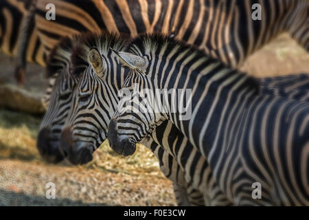 Zebra at zoo in Taiwan Stock Photo