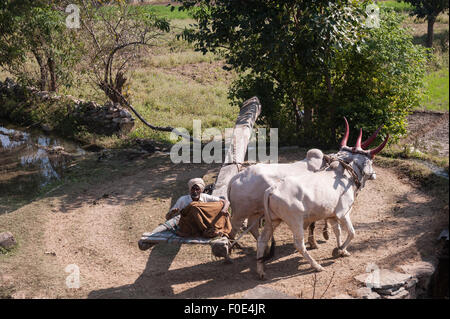 India; road from Udaipur to Jodhpur. Old man driving a pair of oxen to power a water wheel for irrigating the fields. Stock Photo