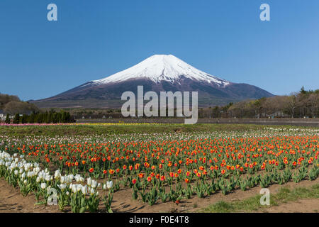 Mt. Fuji and tulip flowers in Japan Stock Photo