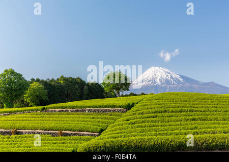 Mt. Fuji and tea plantation in Japan Stock Photo