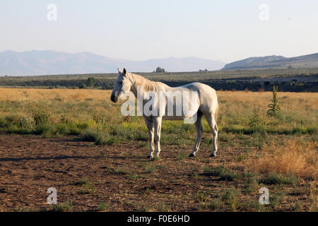 White horse in field Stock Photo