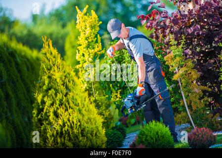 Firing Up Gasoline Hedge Trimmer by Professional Gardener. Garden Works. Trimming Hedge. Stock Photo