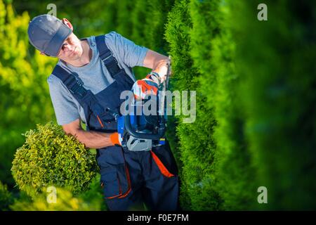 Hedge Trimmer Works. Gardener with Gasoline Hedge Trimmer Shaping Wall of Thujas. Stock Photo