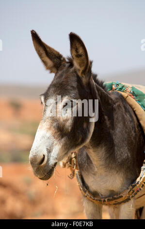 Donkey, farm animal in the Moroccan countryside of Sidi Ifni. Stock Photo