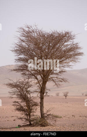 Arid and hot day in the desert of Sahara, near Tata in Morocco. Stock Photo