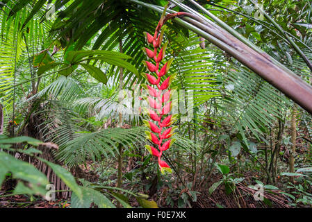 Bright red heliconia rostrata in the Amazon rain forest in Peru Stock Photo