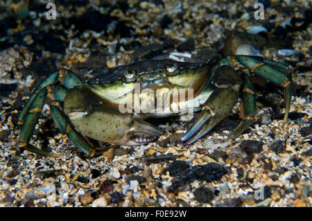 Common shore crab (Carcinus maenas) on seabed, Lofoten, Norway, November 2008 Stock Photo