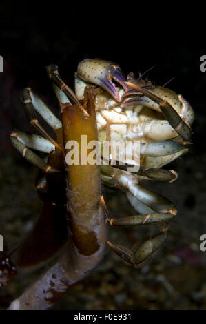 Common shore crab (Carcinus maenas) feeding, Lofoten, Norway, November 2008 Stock Photo