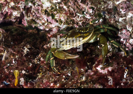 Common shore crab {Carcinus maenas} Lofoten, Norway, November 2008 Stock Photo