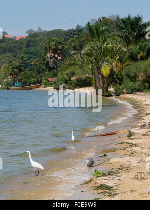 Uganda, Lake Victoria egrets Stock Photo