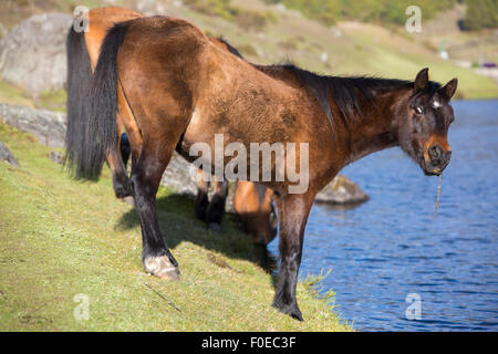 Portrait of two beautiful domestic chestnut horses drinking water from high mountain Laguna Mucubaji near Apartaderos in Merida Stock Photo