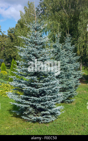 Colorado blue spruce, with the scientific name Picea pungens Stock Photo