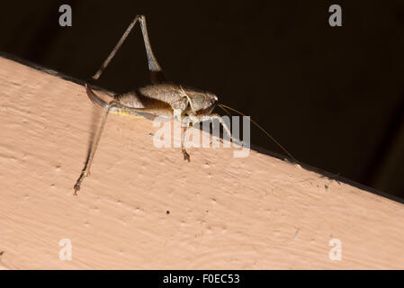 Acheta domesticus, commonly called the house cricket Stock Photo