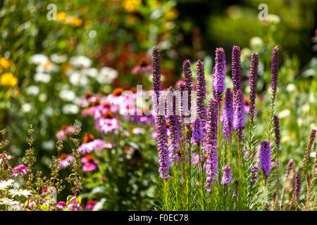 Liatris spicata,  Dense blazing star or gayfeather, beautiful garden scene flowers meadow in summer Stock Photo