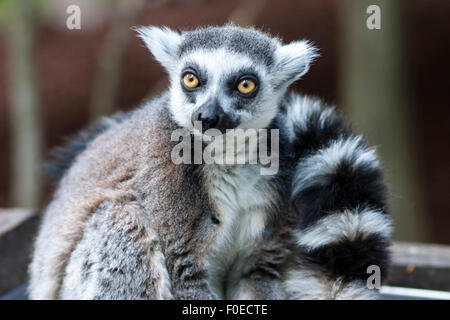 Ring-tailed Lemur (Skansen, Stockholm, Sweden) Stock Photo