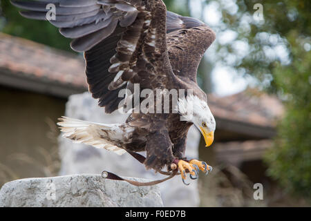 Flying American Bald Eagle landing on the glove of his trainer at an outdoor bird sanctuary near Otavalo, Ecuador 2015. Stock Photo