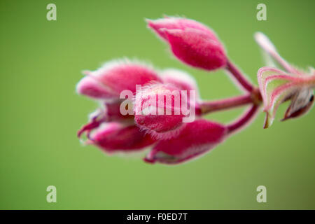 Close up of exotic pink flower against a green blurred background in Otavalo region, a volcanic land, Ecuador Stock Photo