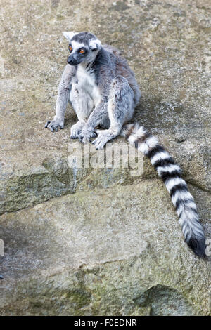 Ring-tailed Lemur sitting on rocks (Skansen, Stockholm, Sweden) Stock Photo