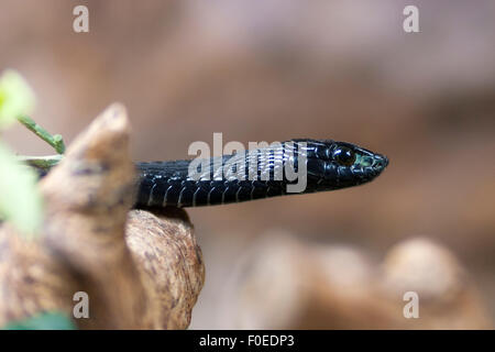 Black snake - Boomslang (Dispholidus typus) at Skansen, Stockholm, Sweden Stock Photo