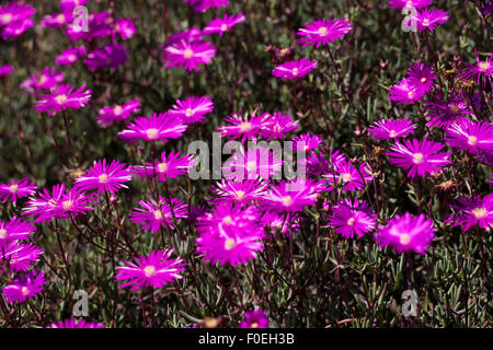 Beautiful fuschia Hardy Ice Plant flowers blooming in summer at Encinitas Beach, California Stock Photo