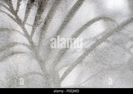 Palm tree shadow on rough and old concrete wall Stock Photo