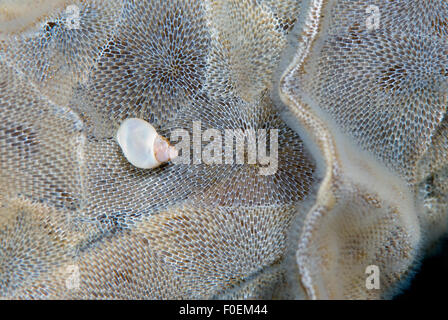 Banded chink shell (Lacuna vincta) on Sea-mat / Lacy crust bryozoan (Membranipora membranacea) Saltstraumen, Bodö, Norway, October 2008 Stock Photo