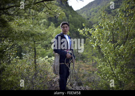 Chongqing, Chongqing, CHN. 7th May, 2015. Chongqing, CHINA - May 10 2015: (EDITORIAL USE ONLY. CHINA OUTï¼‰42-year-old Agaric picker Wu Yinghui is picking agaric on the rocks difficultly in Chengkou County. © SIPA Asia/ZUMA Wire/Alamy Live News Stock Photo