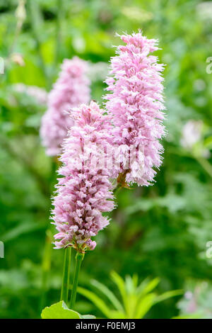 Persicaria bistorta 'Superba', also know as red bistort 'Superba' or Polygonum bistorta 'Superbum' Stock Photo