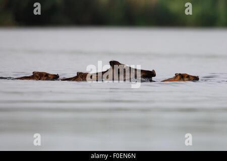 Wild boar (Sus scrofa) with young, swimming through the water, Mecklenburg, Western Pomerania, Germany Stock Photo