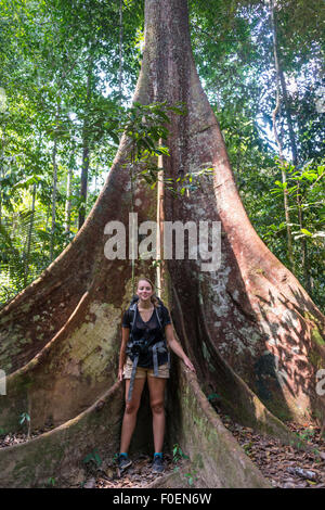 Young woman standing in front of a large forest giant in the jungle, buttress roots of a tropical tree, rainforest, Taman Negara Stock Photo