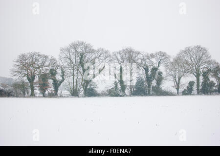 snow covered trees in winter Stock Photo