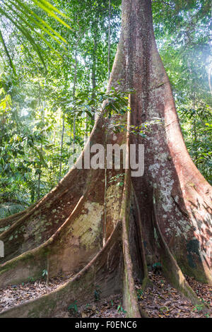 Buttress roots of an old forest giant in the jungle, tropical giant tree in the rainforest, Taman Negara, Malaysia Stock Photo