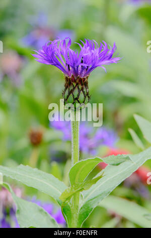 Centaurea montana, perennial cornflower, mountain bluet, mountain centaury, great blue-bottle Stock Photo