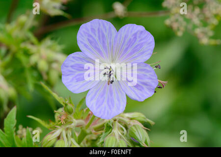 Geranium pratense 'Mrs Kendall Clark', meadow cranesbill 'Mrs Kendall Clark' Stock Photo