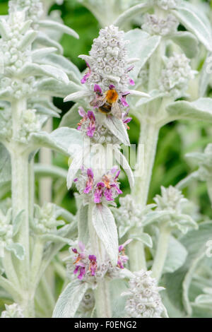 Bee collecting pollen from a Stachys byzantina 'Silver Carpet' flower, also known as lamb's ear, Lamiaceae Stock Photo