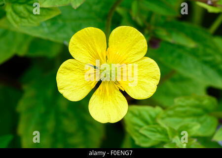 Ranunculus repens, creeping buttercup, creeping crowfoot Stock Photo