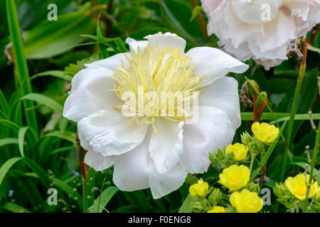 White Chinese peony flower, Peony (Paeonia lactiflora) 'Honey Gold' Stock Photo