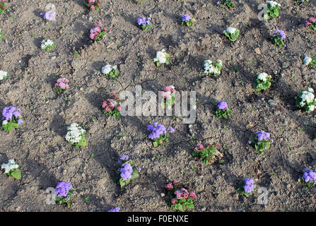 Overhead view of bedding plants in a flower bed. Stock Photo