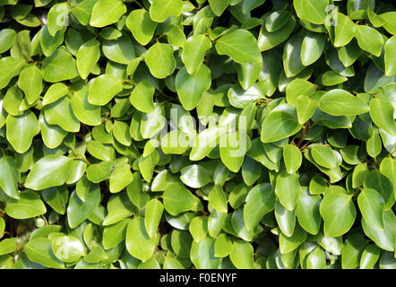 Fresh leafy green background in summer. Stock Photo
