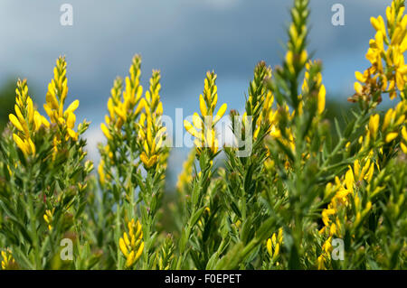 Faerberginster; Genista, tinctoria; Stock Photo