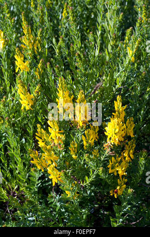 Faerberginster; Genista, tinctoria; Stock Photo