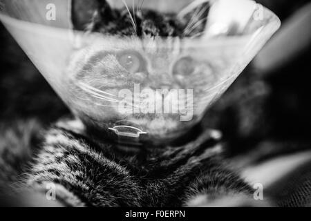 Close up of cat wearing a plastic protective collar around the neck. The protection will prevent the animal from reaching part of the body with recent surgery. Stock Photo
