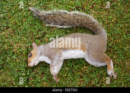 Dead female squirrel with a damaged eye, lying on green grass Stock Photo
